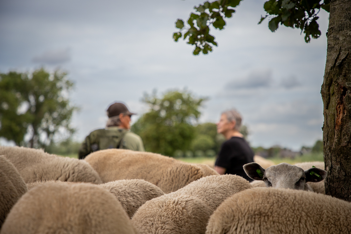 Coaching-bij-de-kudde